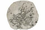 Fossil Crinoid (Eucalyptocrinites) Holdfast - Indiana #198718-1